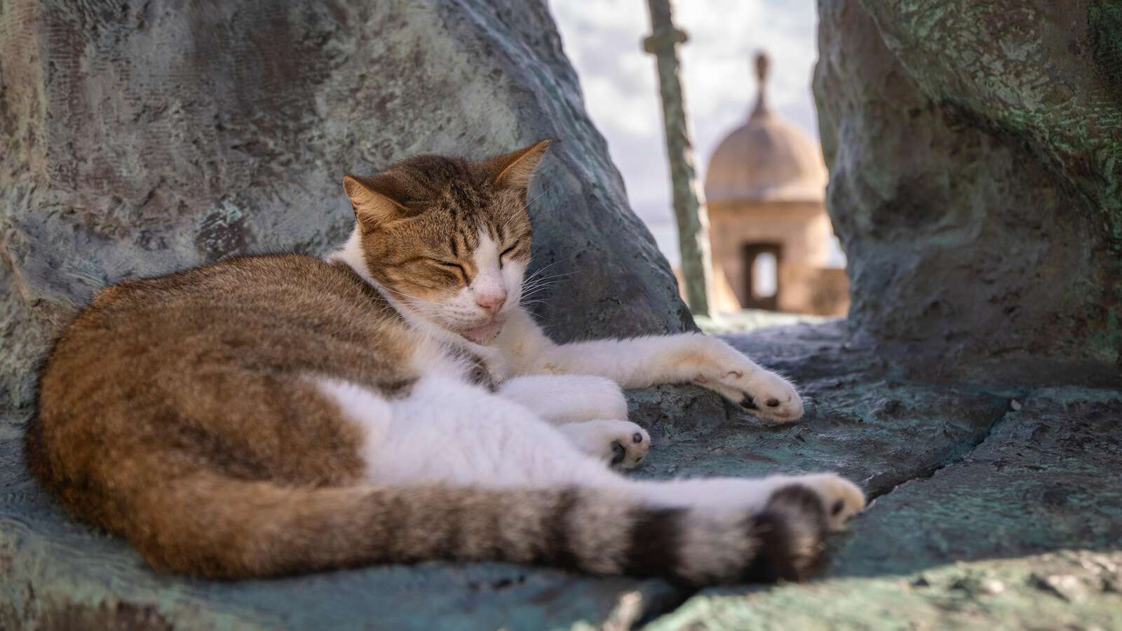 US halts plan to remove iconic stray cats from a historic area in Puerto Rico's capital