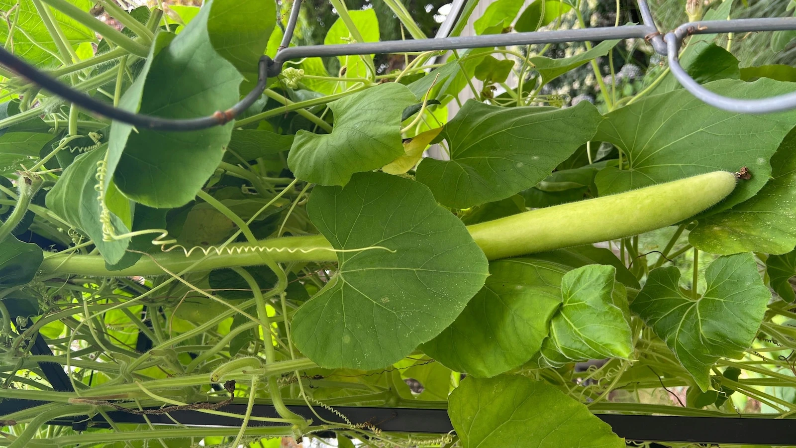 The Associated PressTransform your tiny garden into a lush haven with these creative tipsSpace, or the lack of it, doesn't have to stand between you and a fruitful garden1 hour ago