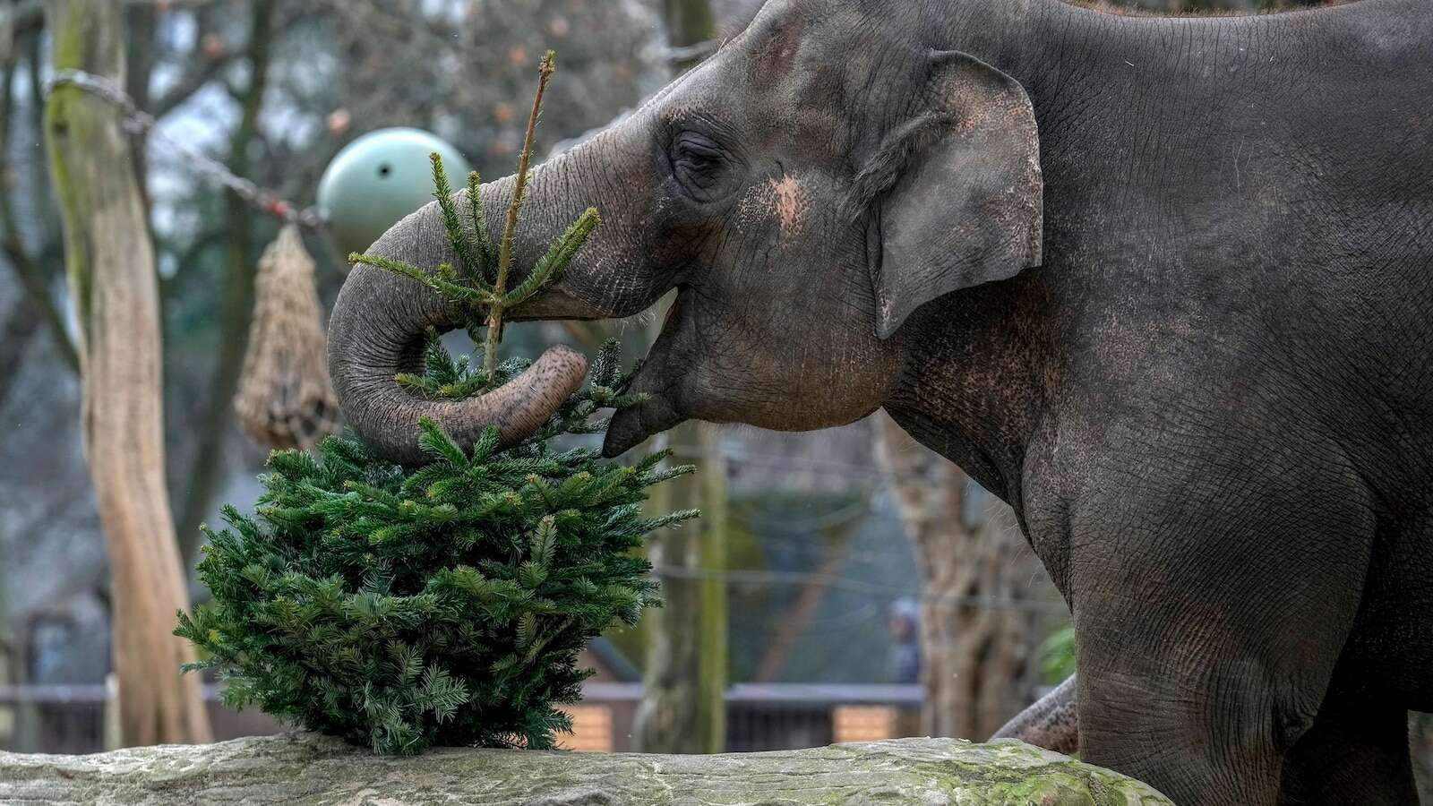 It's Christmas for the elephants as unsold trees are fed to the animals at Berlin Zoo