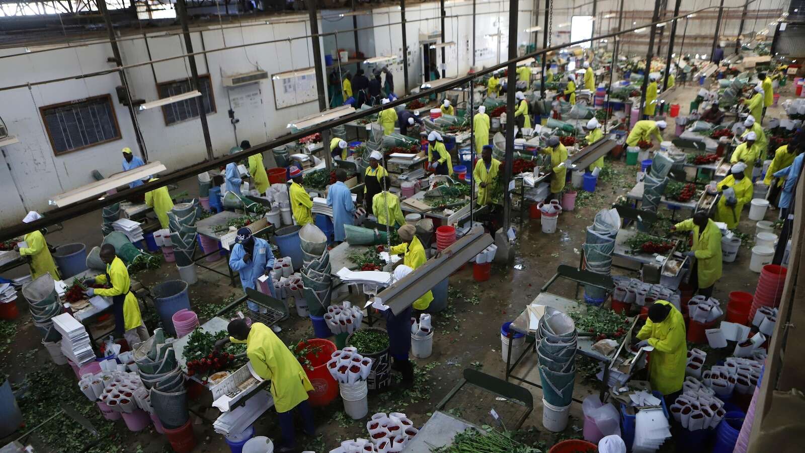 Thorny problems with Valentine’s roses: Invasive bugs and toxic pesticides hurt Kenya’s exports