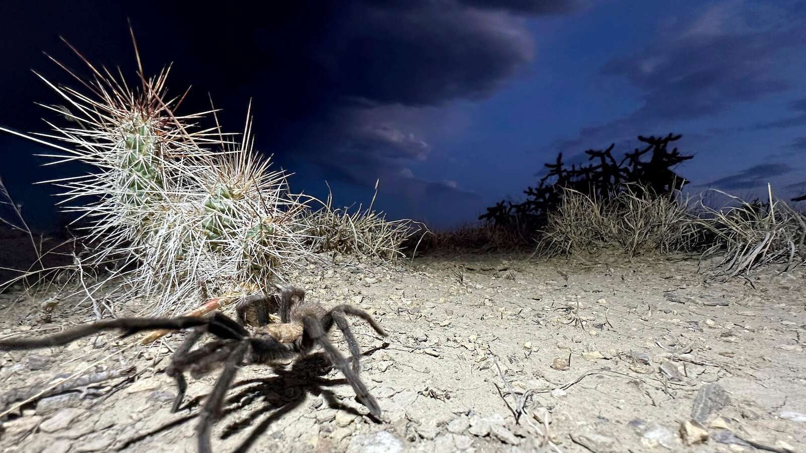 Spider lovers scurry to Colorado town in search of mating tarantulas and community