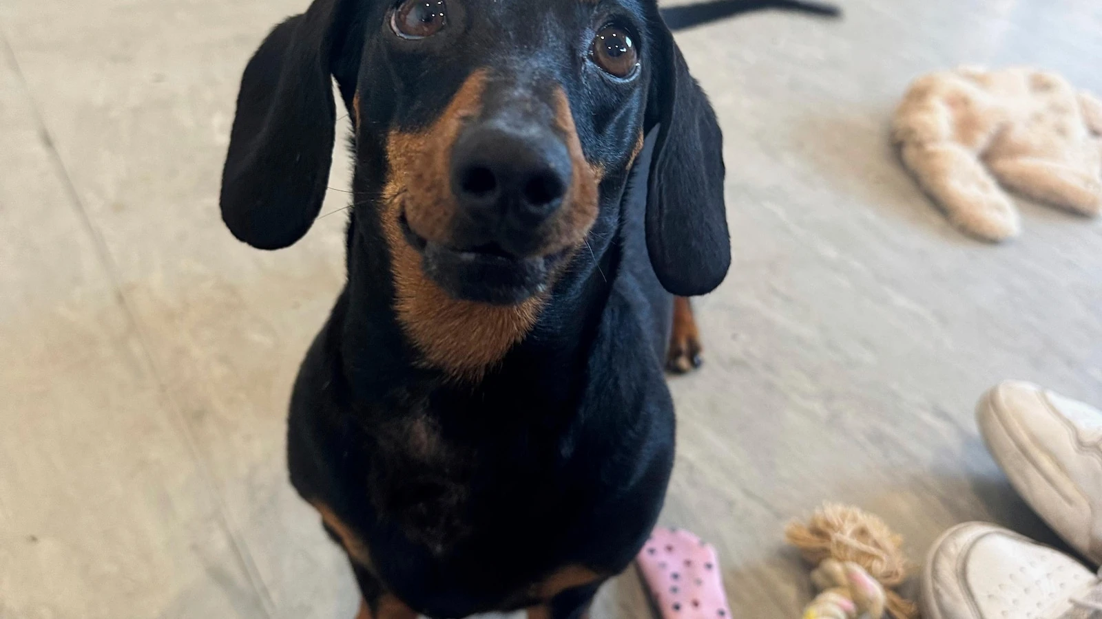 The Associated PressMiniature dachshund reunited with owner after 18 months lost on an Australian islandA miniature dachshund named Valerie who was lost for 18 months — or around half her life — on an Australian island has been reunited with her owners1 hour ago
