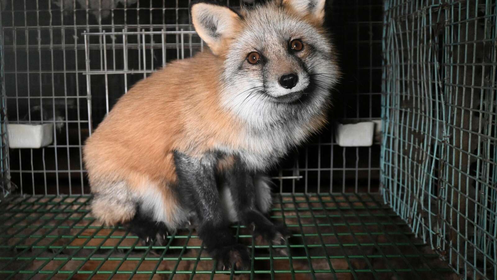 Activists release images of foxes at Finnish fur farms to push EU to ban the trade