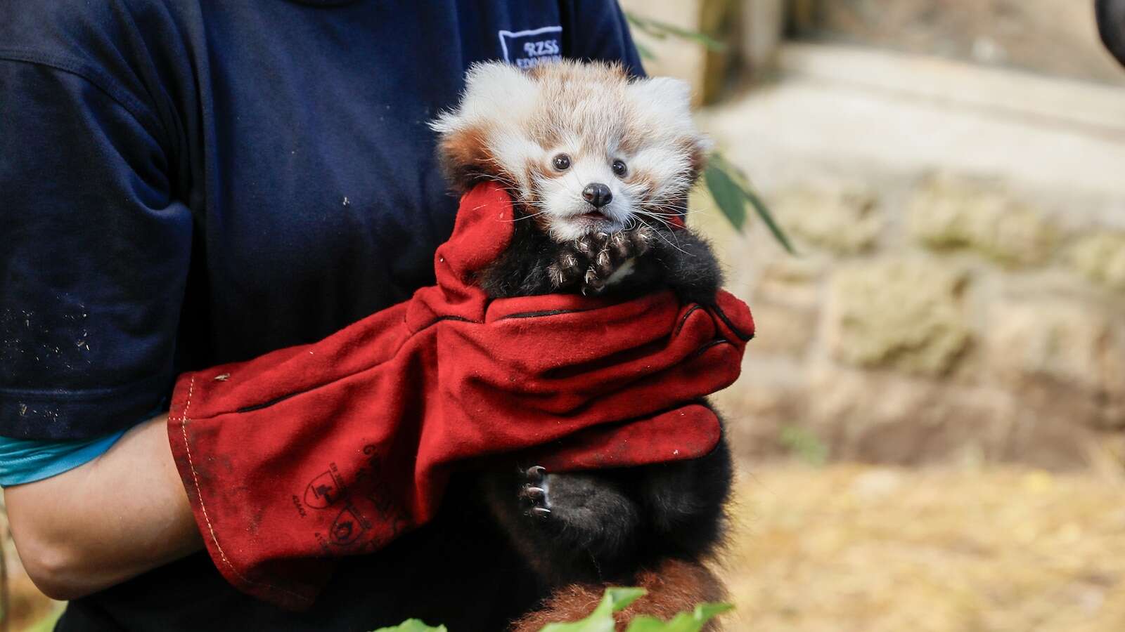 Baby panda dies due to 'stress caused by fireworks,' renewing calls to ban their sale