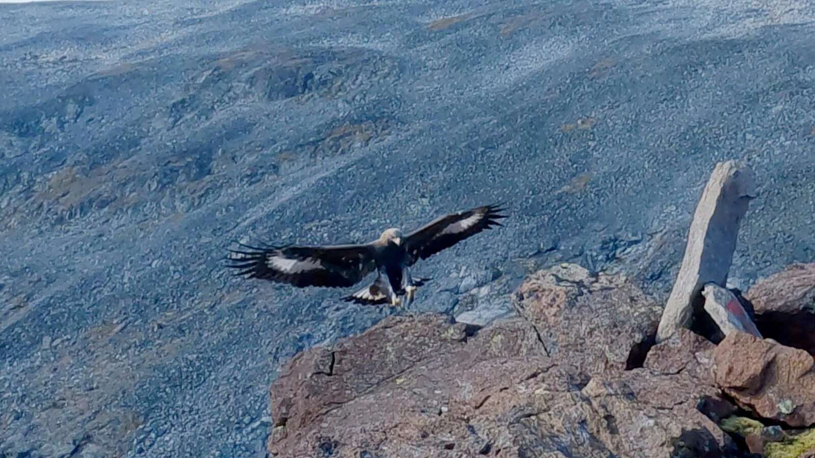 Golden eagle attacks toddler and 3 others in Norway. Expert suspects a 'behavioral disorder'