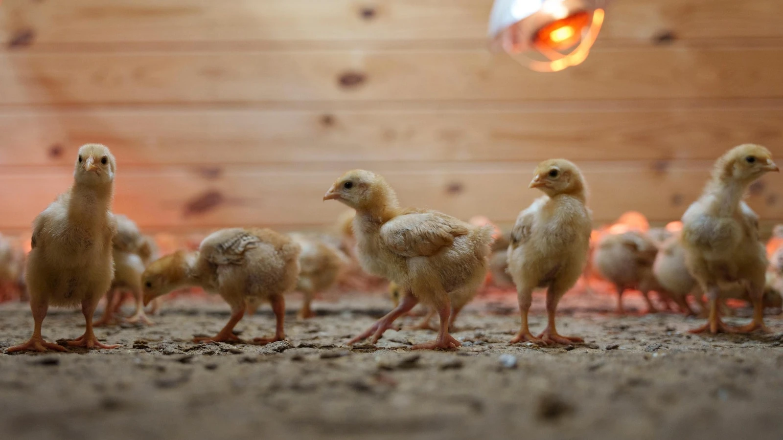 Shipment of thousands of chicks found abandoned in USPS truck now overwhelming an animal shelter
