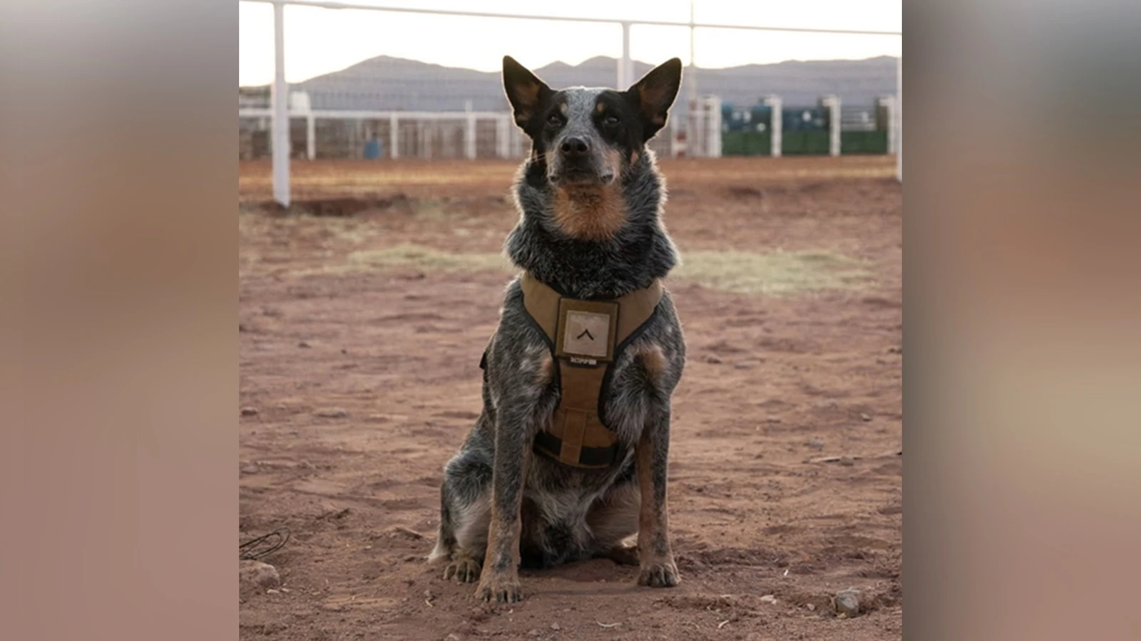 Trump's military parade is a dog and pony show. And the dog is named Doc Holliday