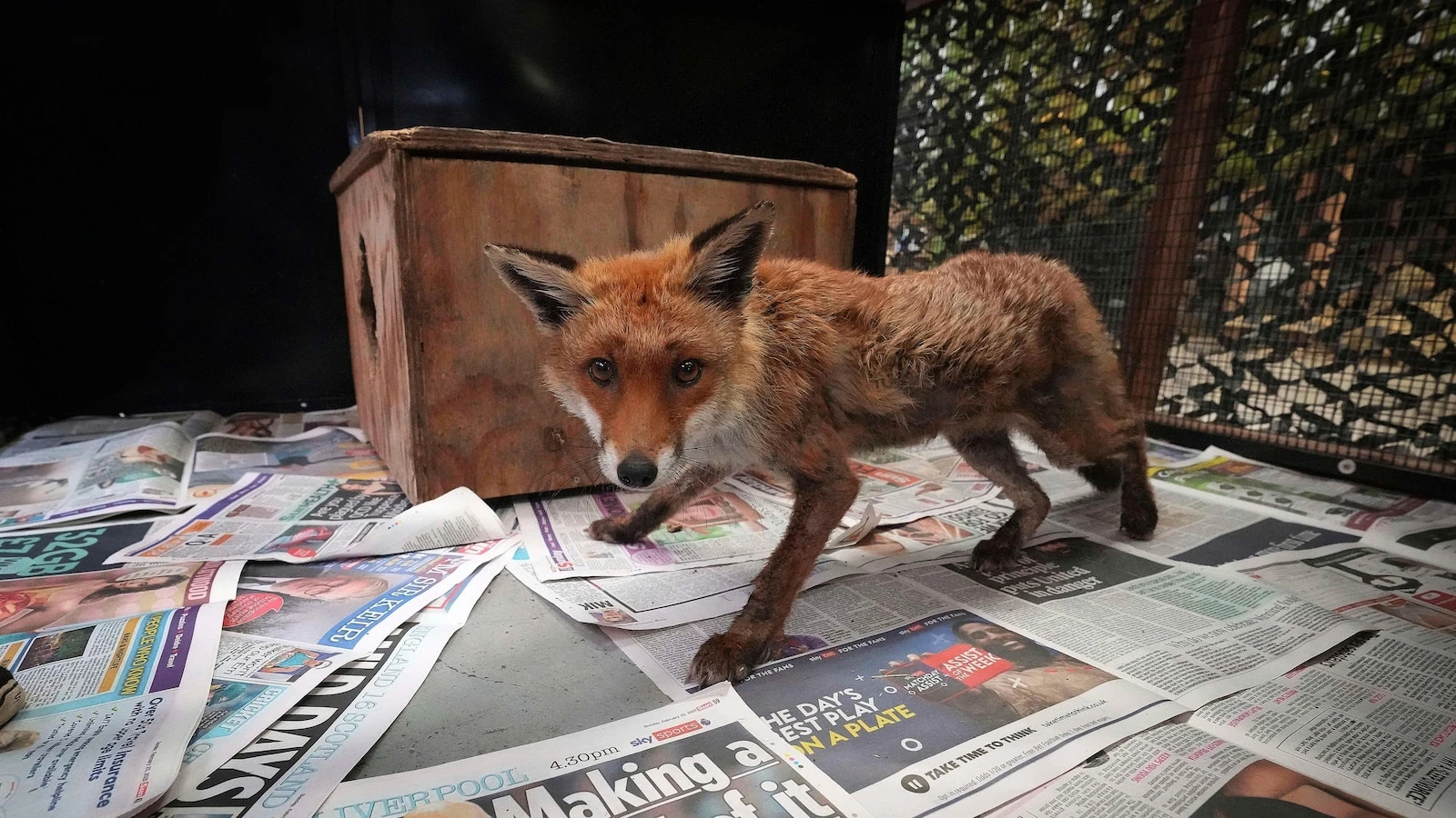 In London, the fox has its own ambulance service when it needs help
