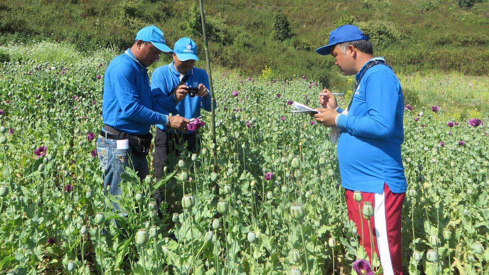 UN drug experts say opium production has leveled off in Myanmar, but instability may trigger a rise