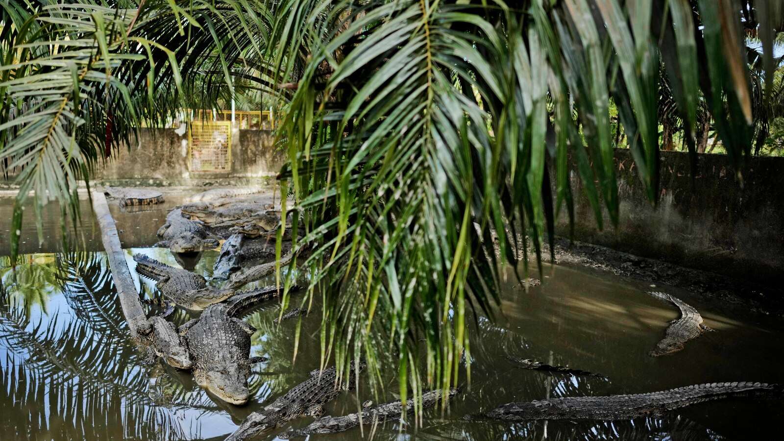 Crocodile attacks in Indonesia are on the rise. It's left residents on edge