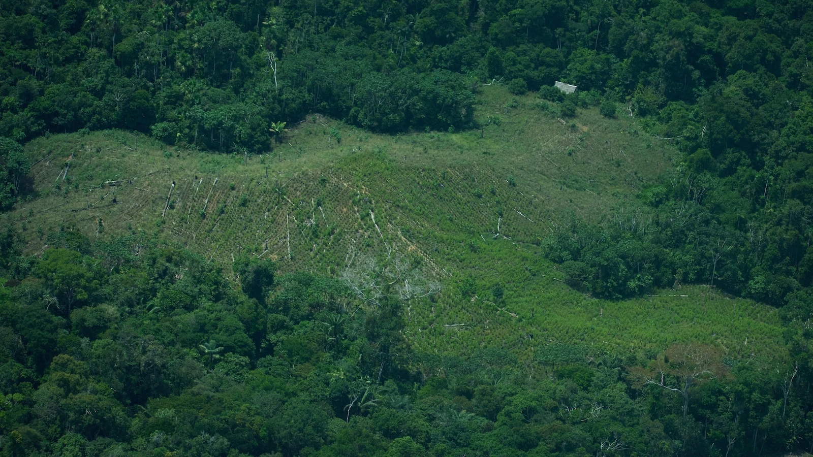 Peru rejects creation of Amazon reserve to protect uncontacted tribes, drawing Indigenous outcry