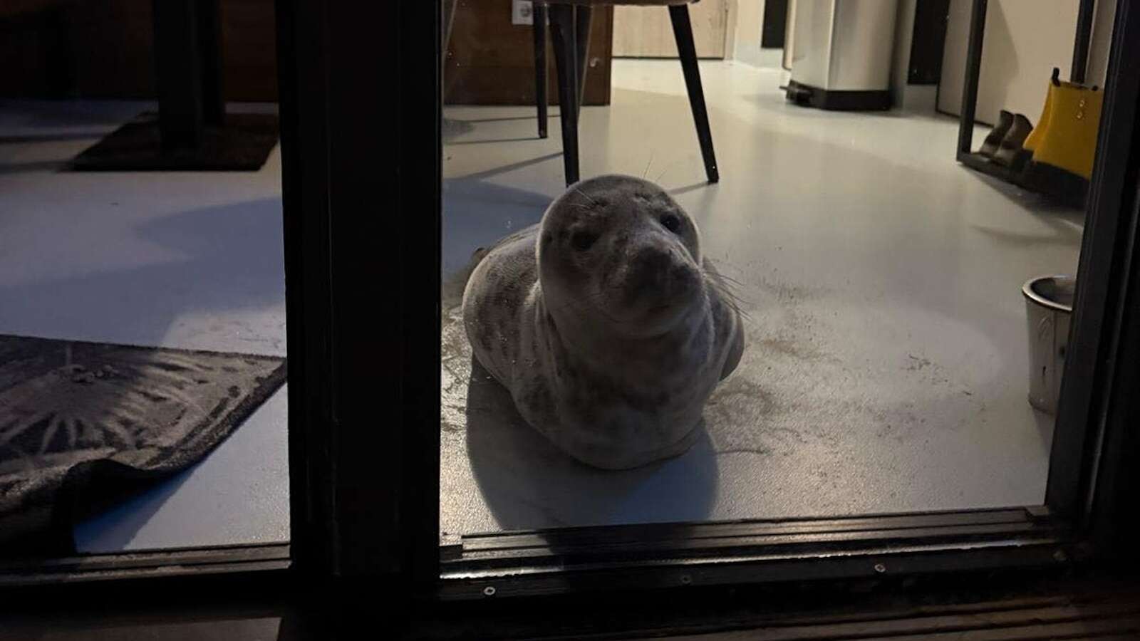 Hotel guest returns to room and finds seal taking a nap inside