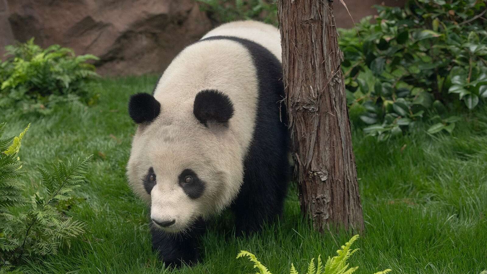 Watch San Diego Zoo’s pandas enjoy their new exhibitThe zoo said the pandas will debut to the public on Aug. 8.July 19, 2024