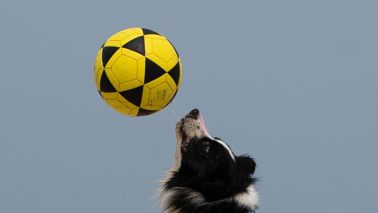 This Brazilian dog is a star footvolley player. He teaches beachgoers how to play their own game