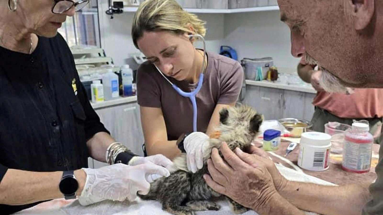 Cheetah cubs destined for illegal exotic wildlife trade rescued in Somaliland