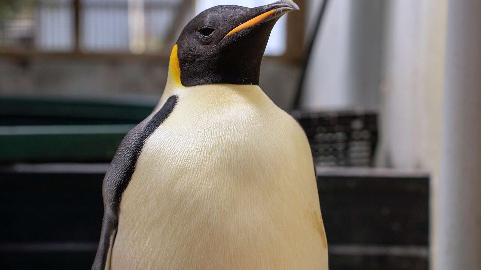 First emperor penguin known to reach Australia found on tourist beach