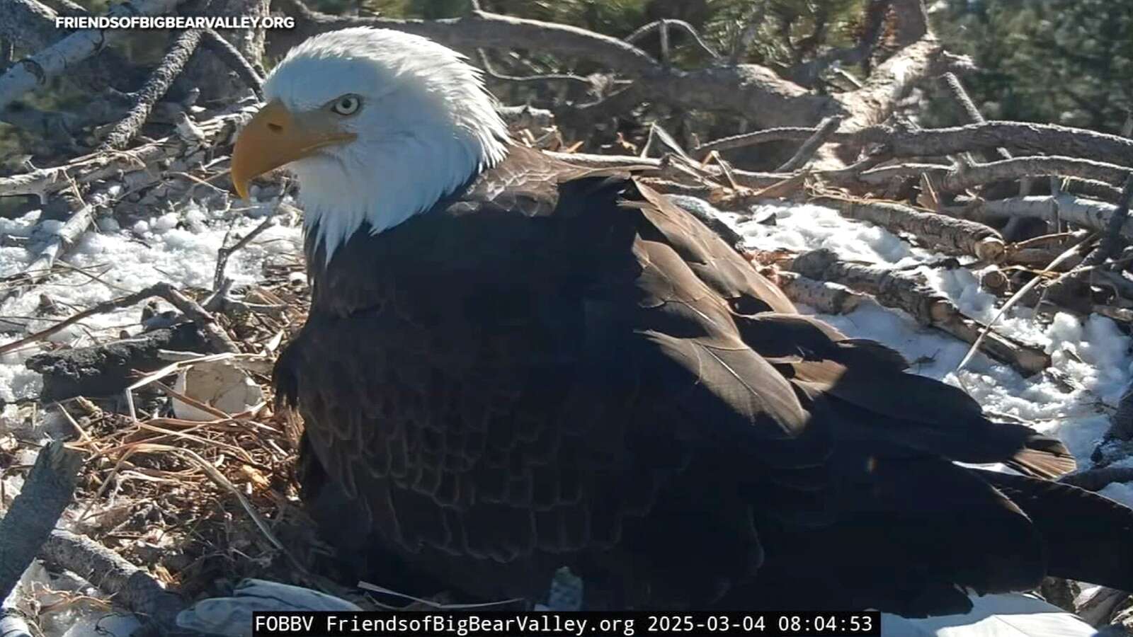 Friends of Big Bear ValleyBald eagle nest cam delights thousands watching chicks hatchHundreds of thousands have tuned into the 24/7 livestream.29 minutes ago