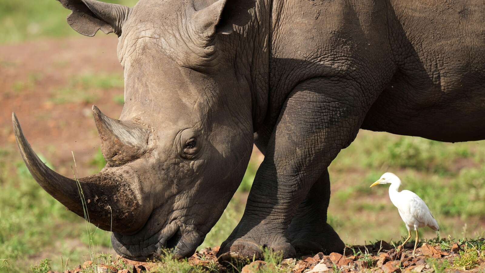 The number of rhinos is slightly up but poaching has increased too