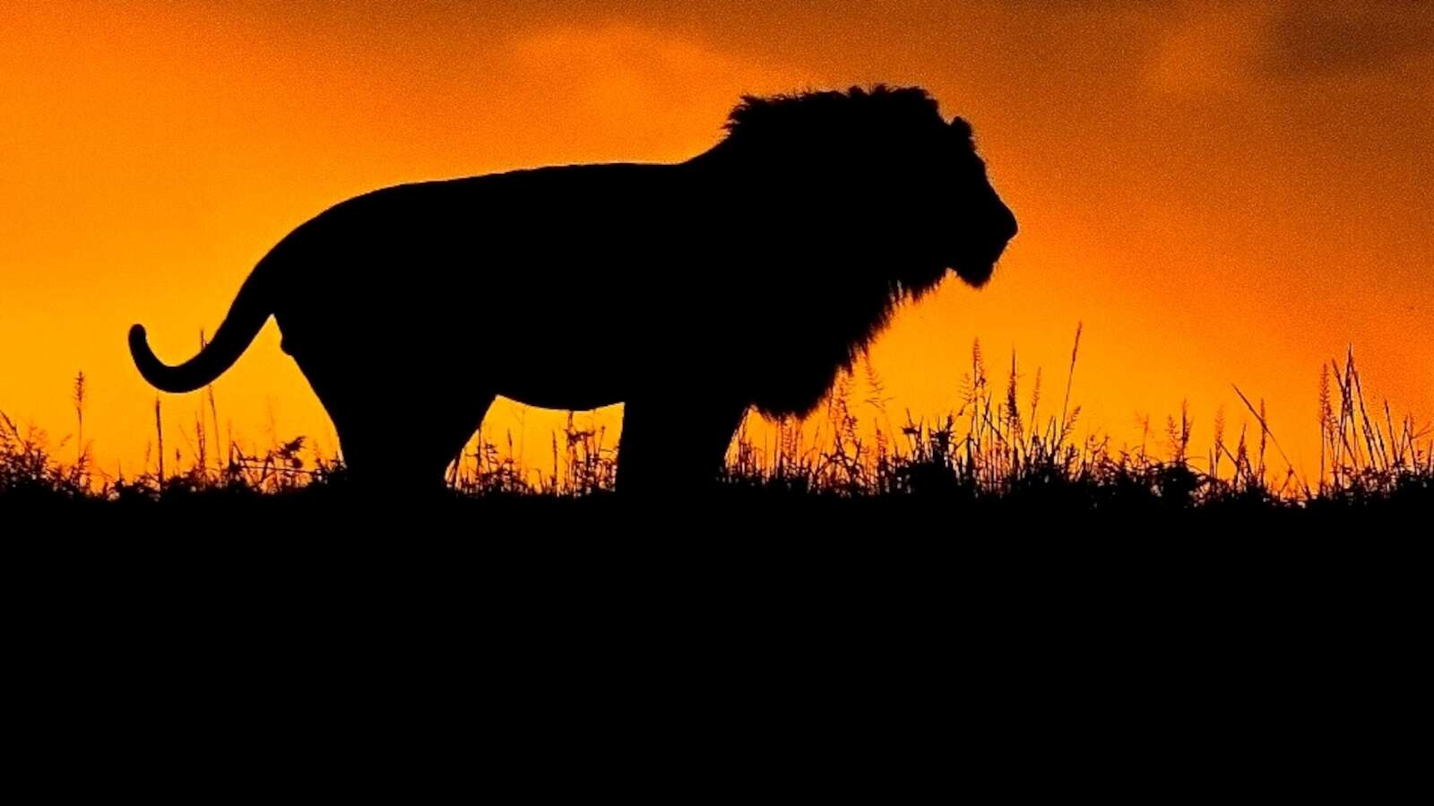 Young boy survives 5 days in 'lion-infested' game park in Zimbabwe