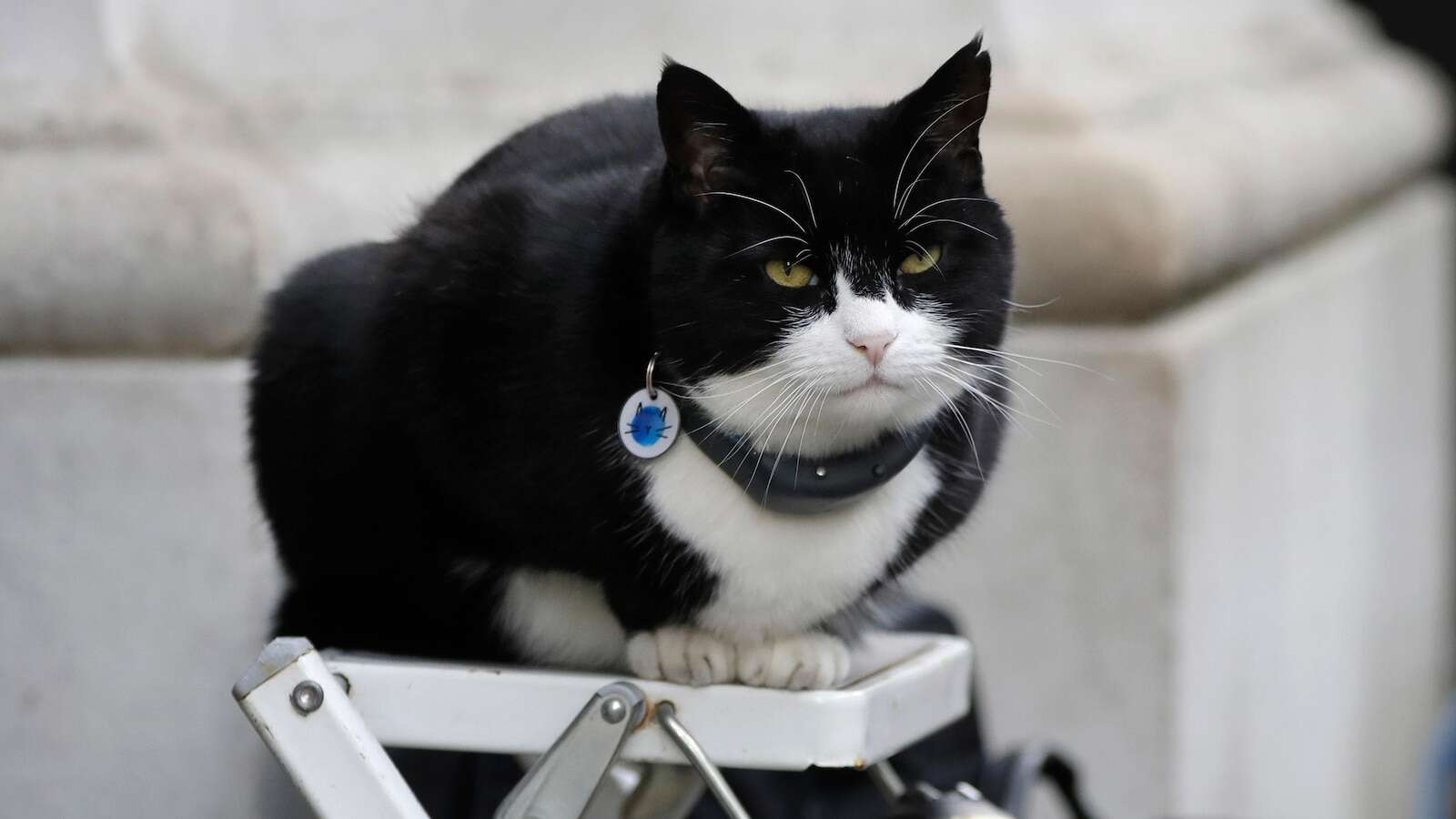 It's the 'purr-fect' job. Britain's top feline diplomat comes out of retirement