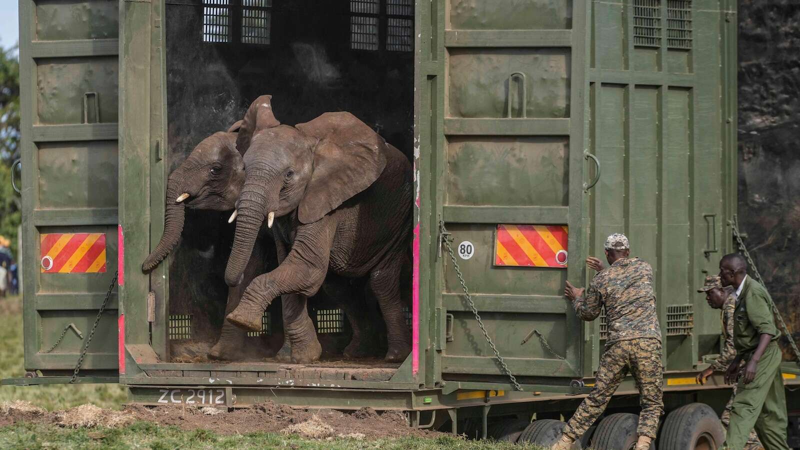 Kenya relocates 50 elephants to a larger park. A sign poaching is under control, officials say