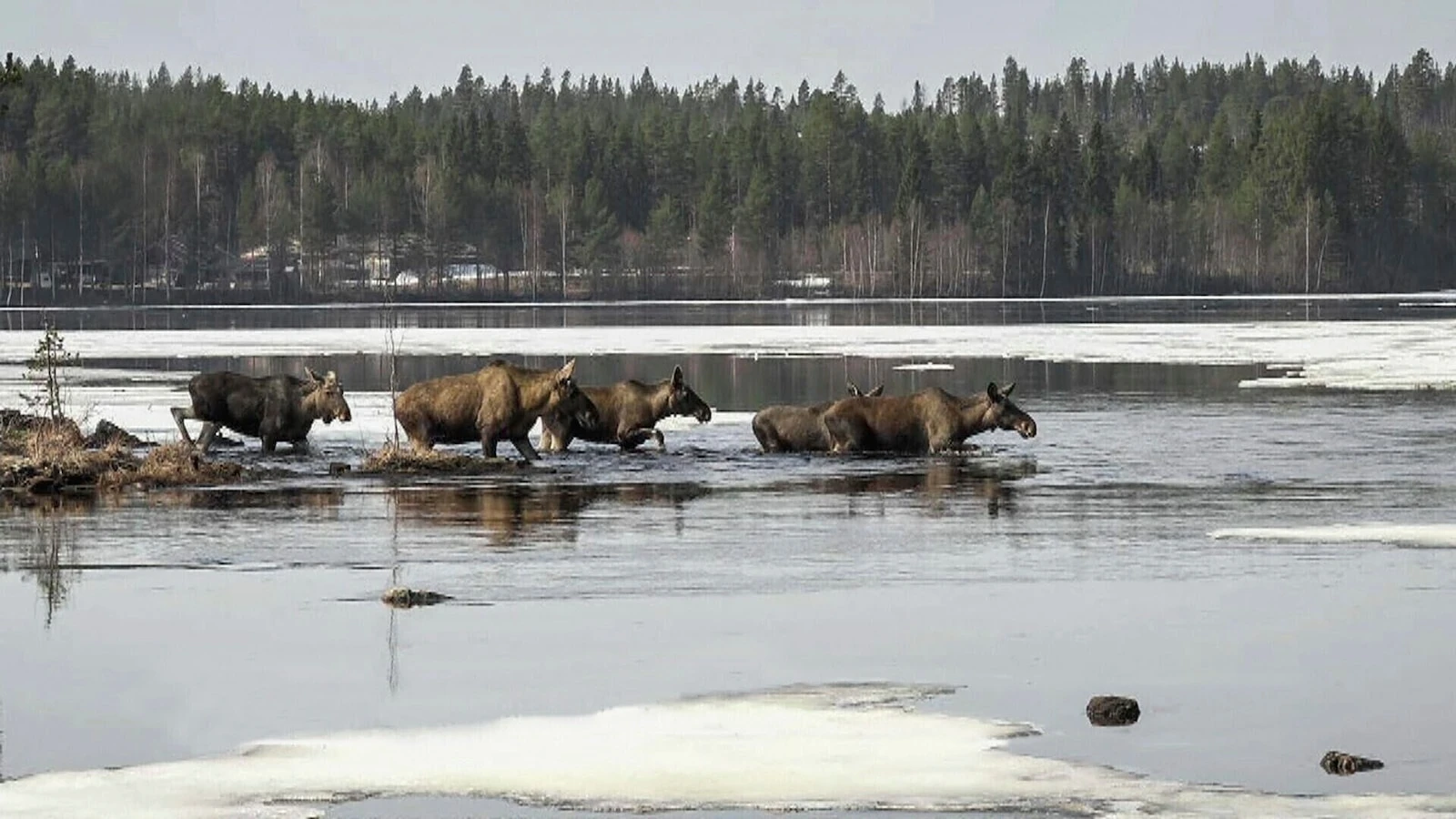 Sweden's moose migration livestream has kicked off