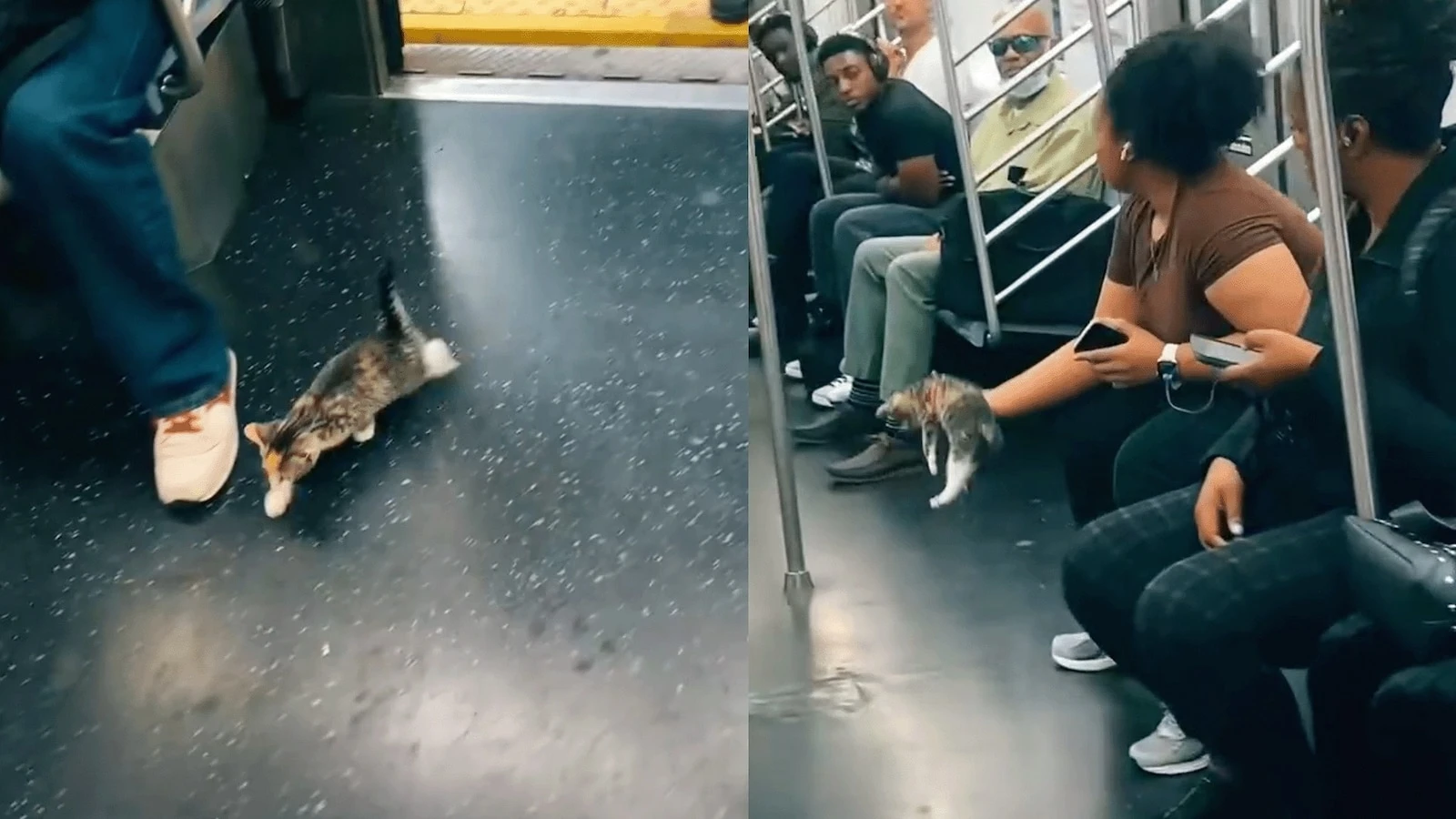 Stray kitten joins rat race aboard New York City subway, is later adopted by rescuerStand clear of the closing doors, purr-lease.44 minutes ago