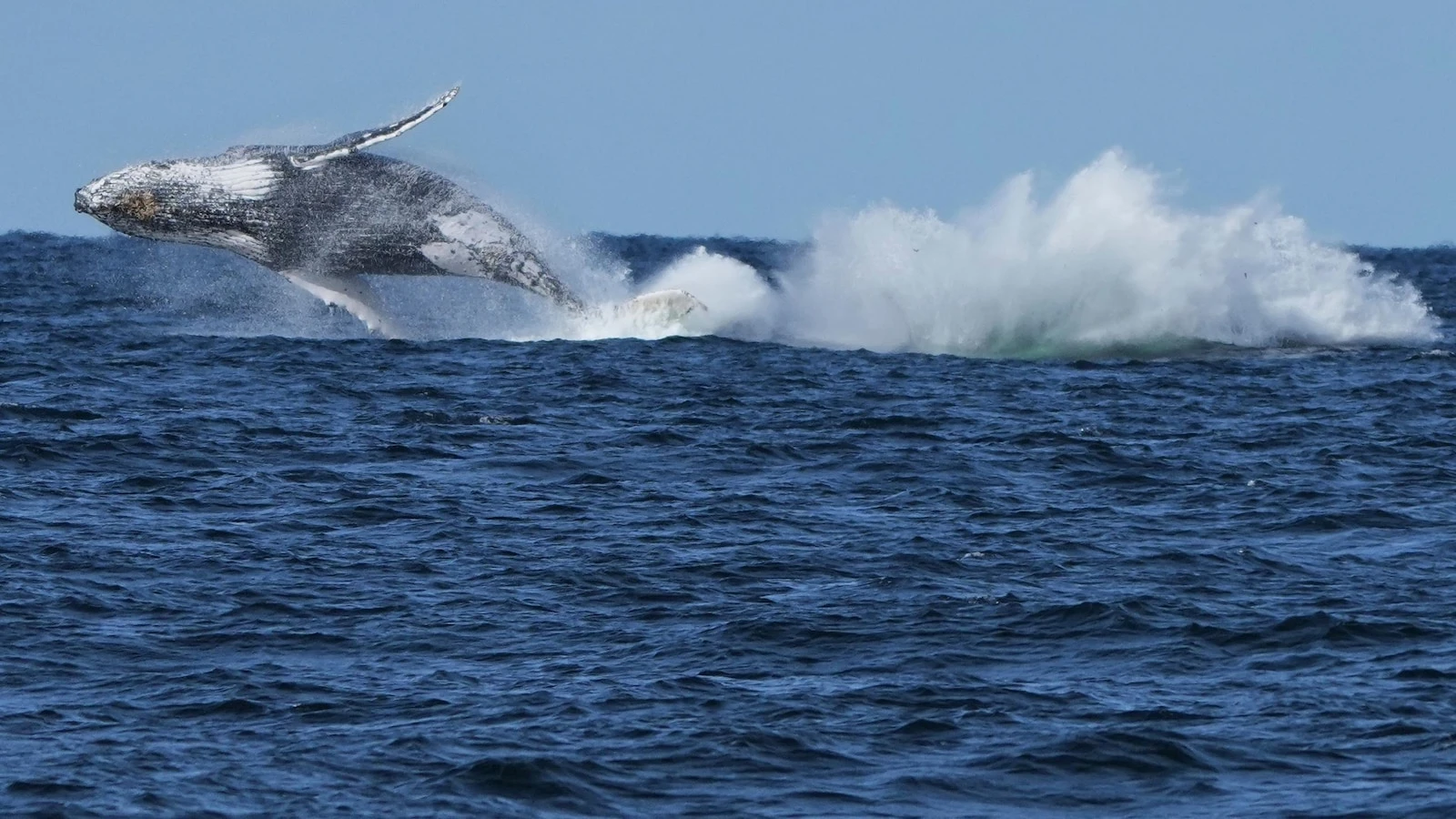 Commuter traffic stops for whales on Australia's humpback highway