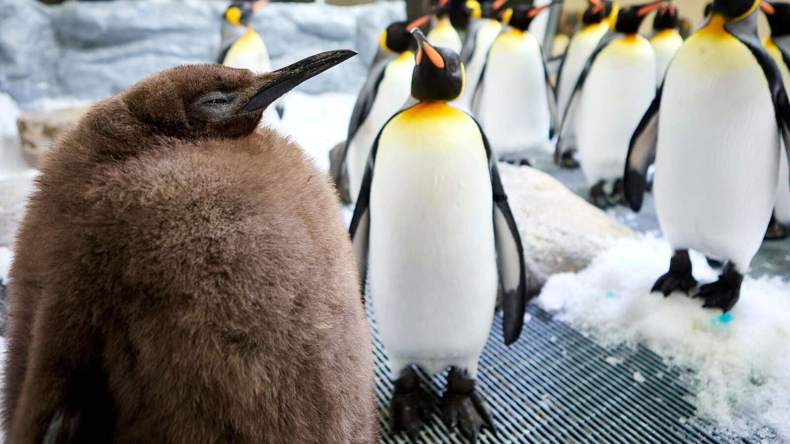 Huge Australian king penguin chick Pesto grows into social media star