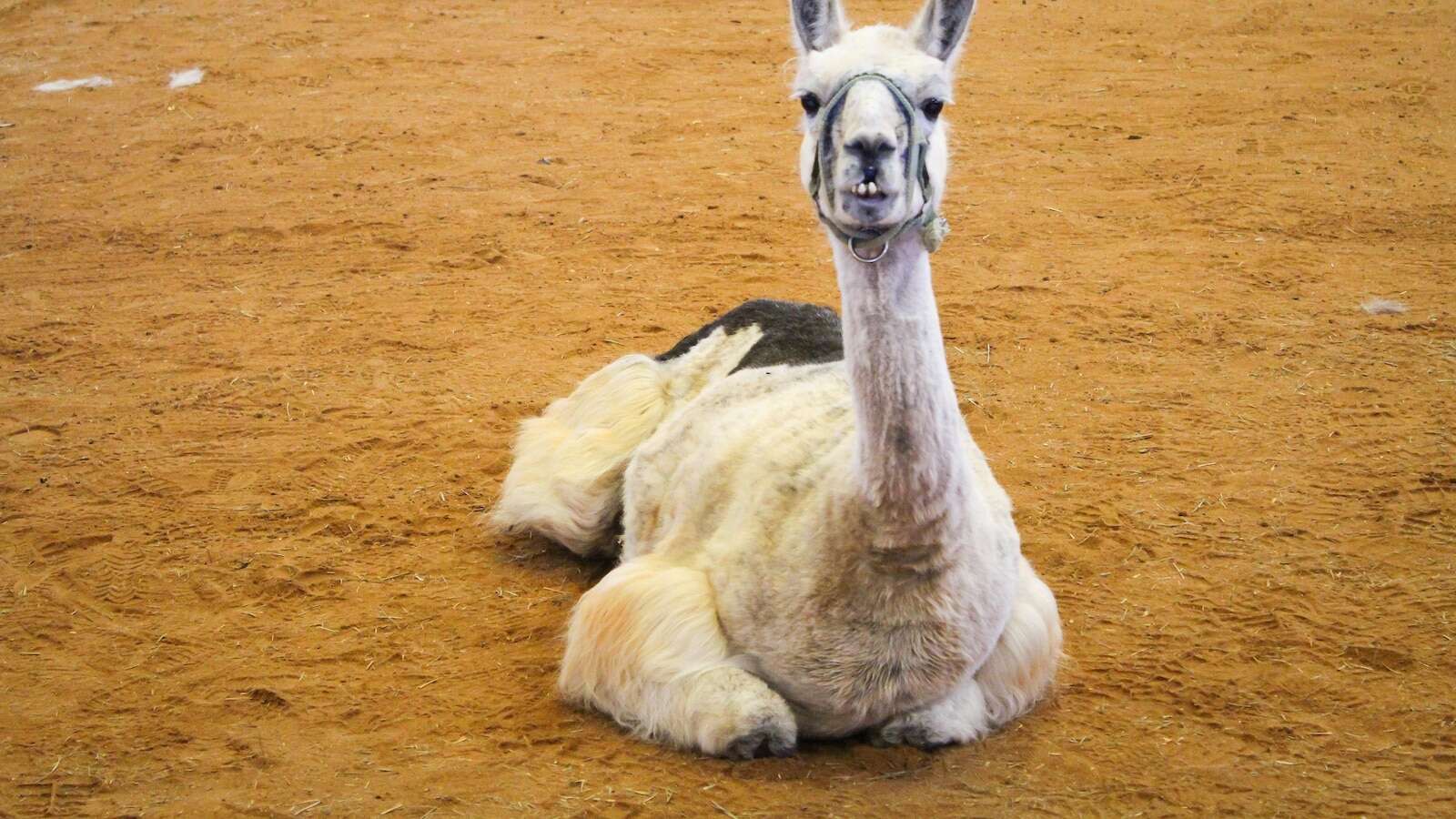 World's oldest llama enjoys comforting sick kids