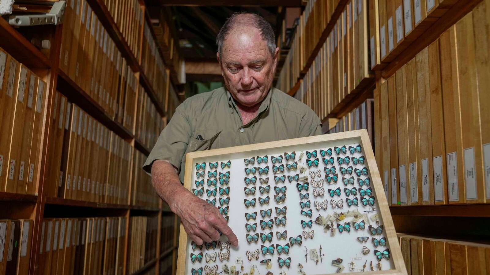 Butterfly collector with more than 4.2 million seeks to share them for the future