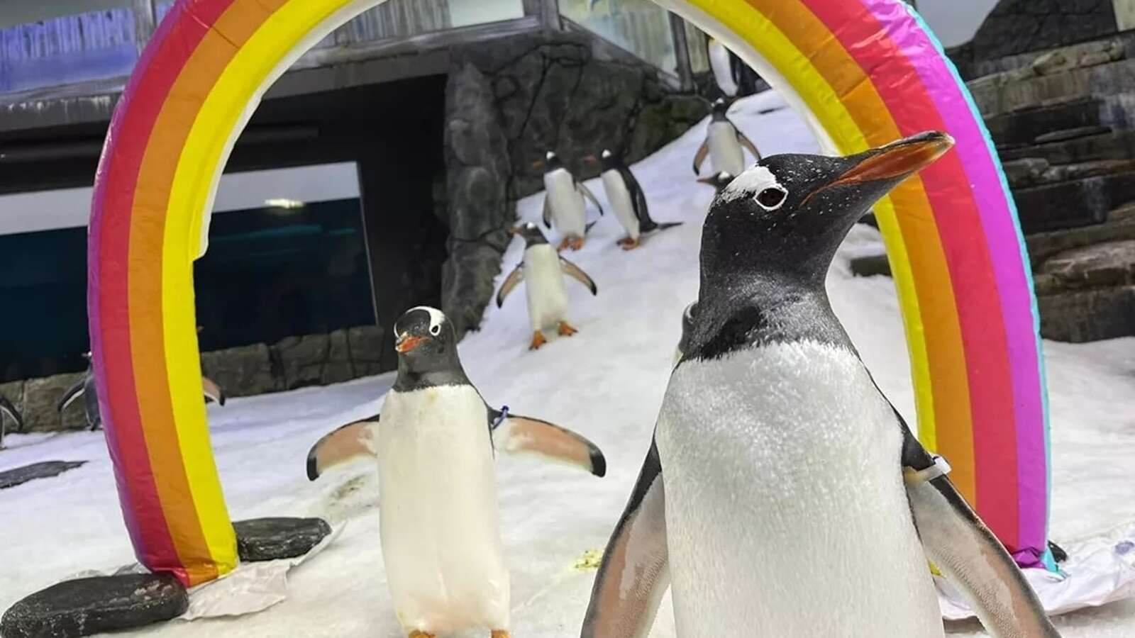 Sphen, one half of world-famous gay 'penguin power couple,' dies at age 11