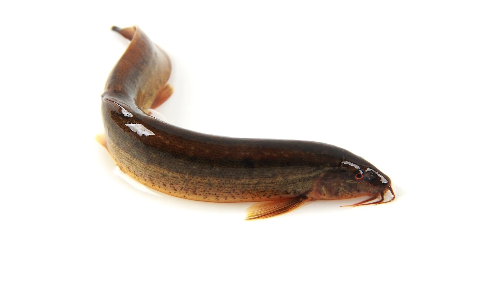 Experts issue warning about invasive fish that can survive out of water