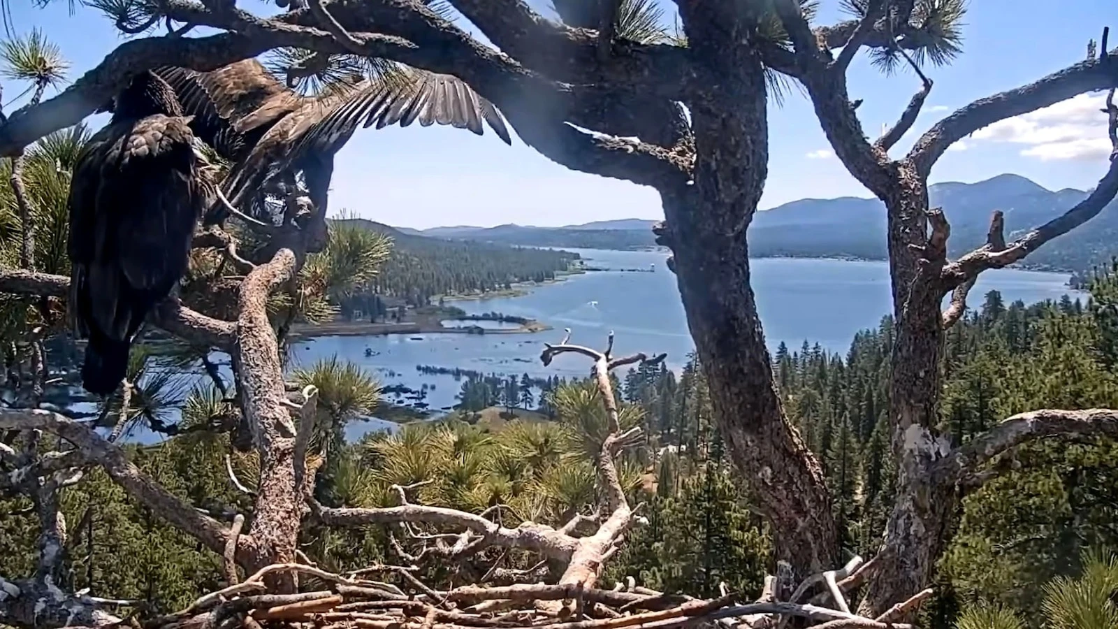 Viral Big Bear bald eagle chick leaves nest