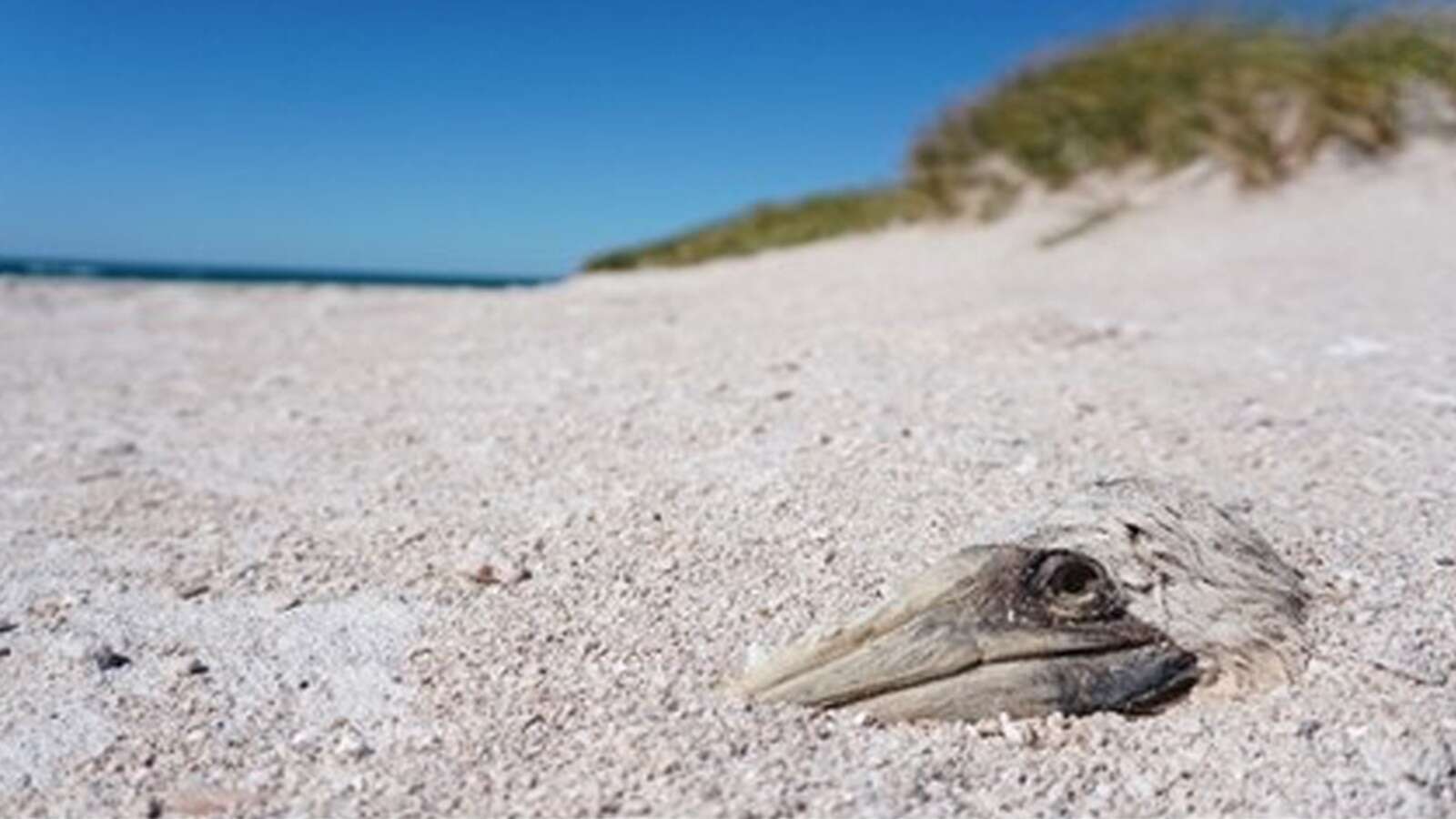 Seabird populations at risk amid increased hurricanes and extreme weather: Study