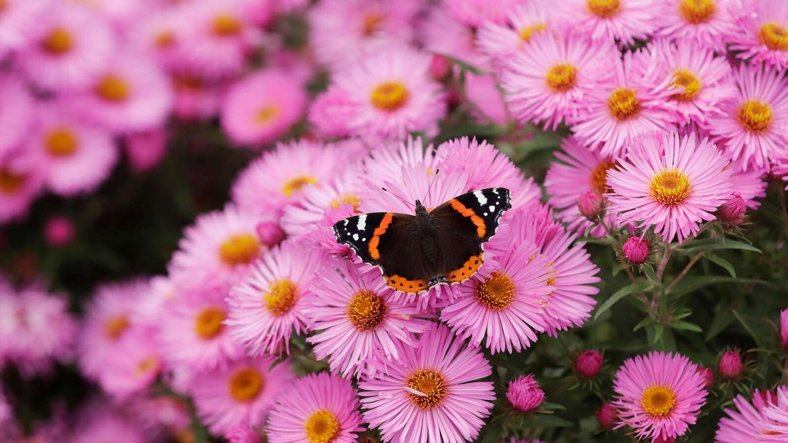 National analysis finds America's butterflies are disappearing at 'catastrophic' rate