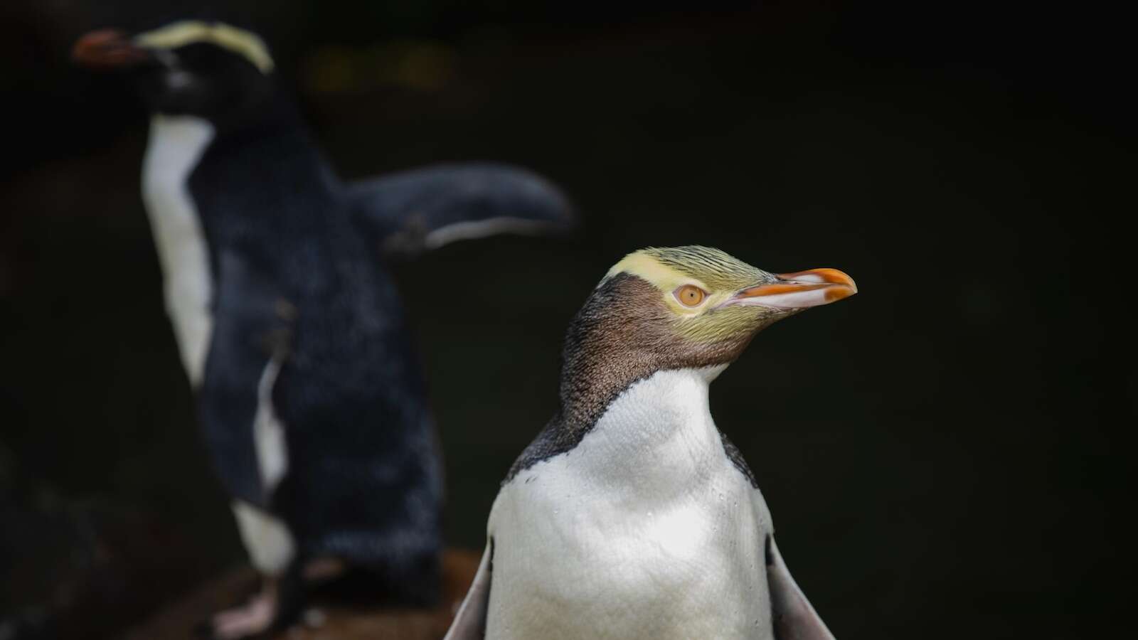 A shy penguin wins New Zealand's bird election after campaign filled with memes and tattoos