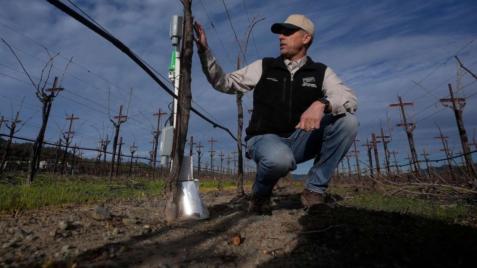 AI made its way to vineyards. Here's how the technology is helping make your wine