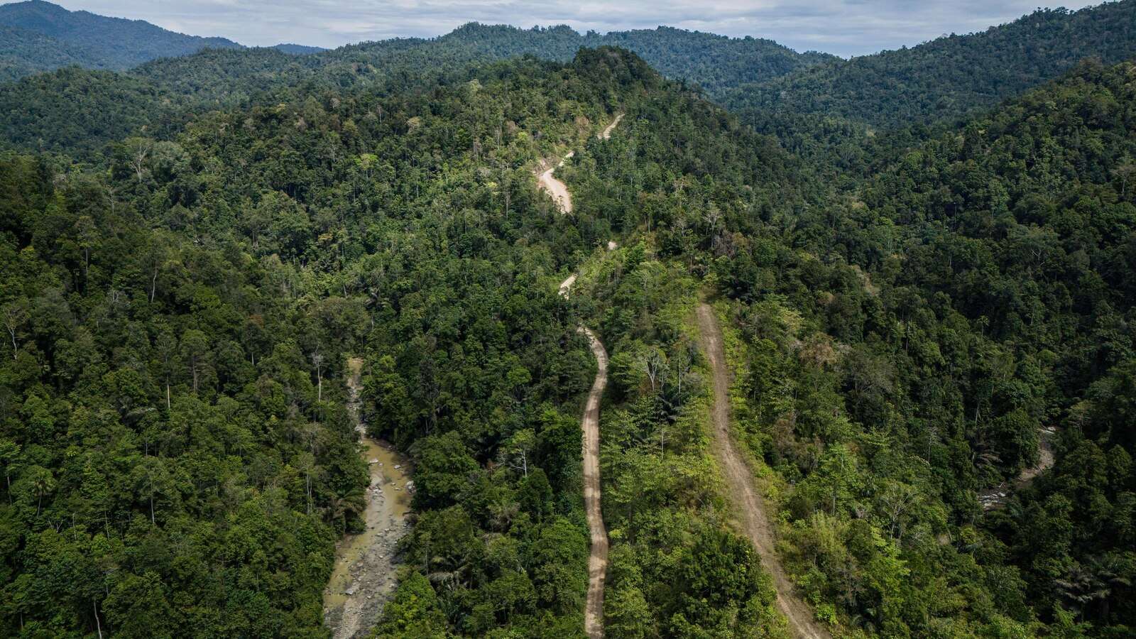 Indonesian forests pay the price for the growing global biomass energy demand