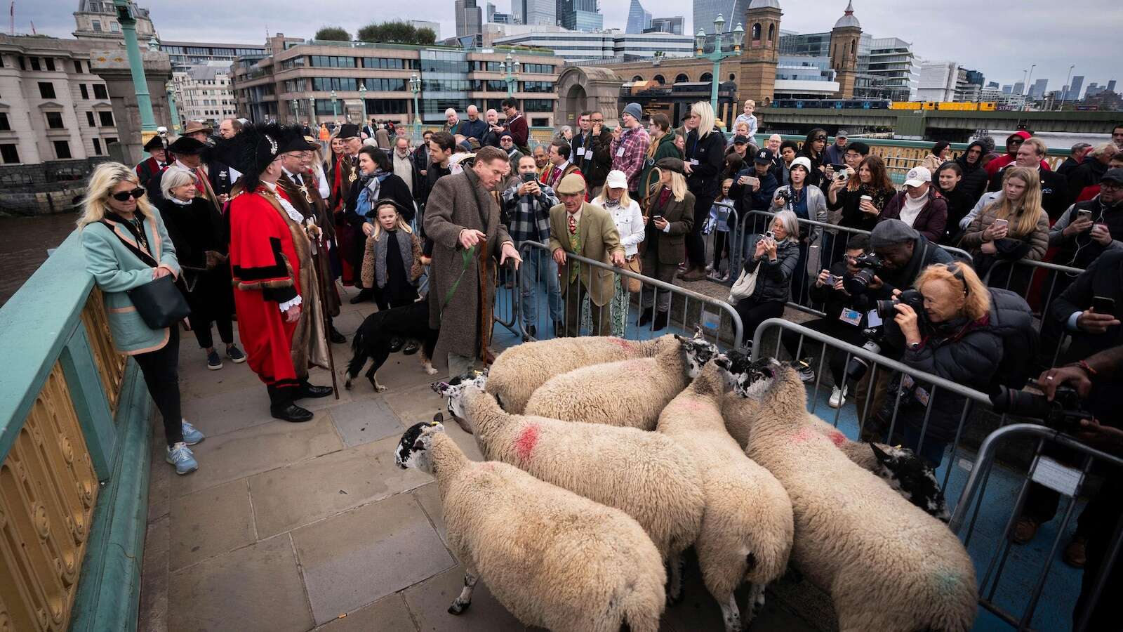 Damian Lewis herds sheep over a London bridge as part of a quirky tradition