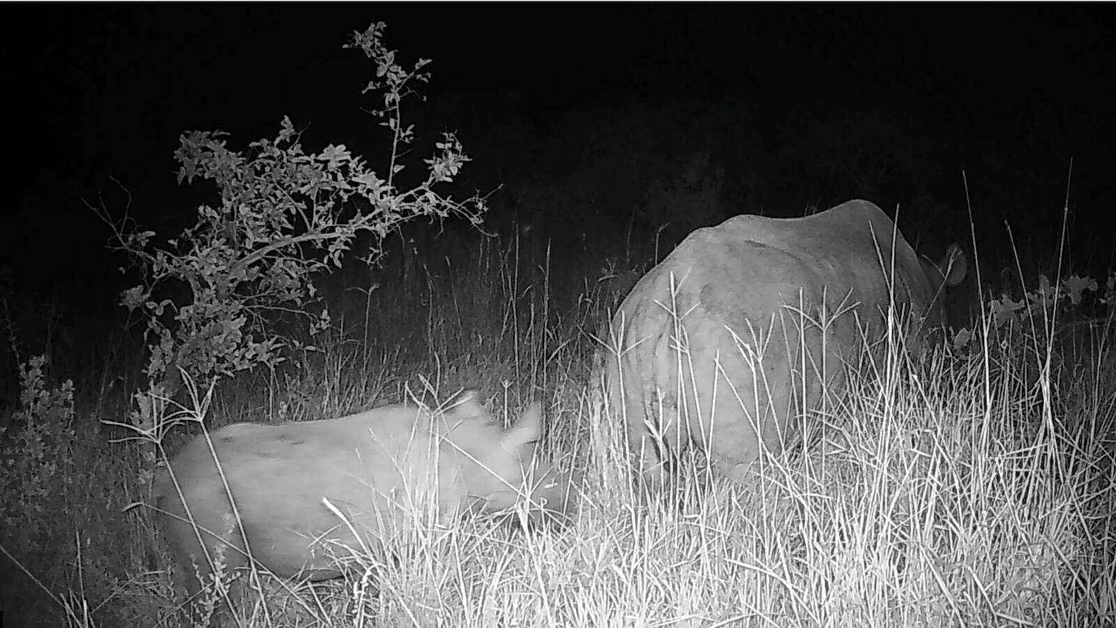 Why the wild birth of a black rhino in Kenya is being dubbed a 'conservation success'