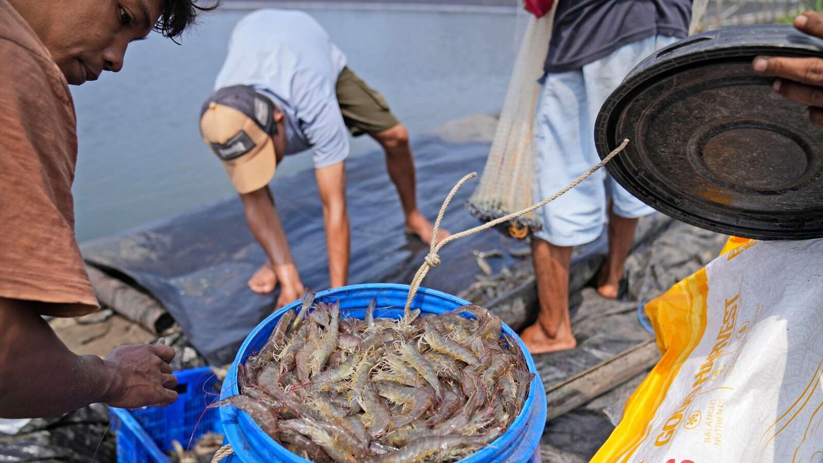 Takeaways from AP's report on how shrimp farmers are exploited as supermarkets push for low prices