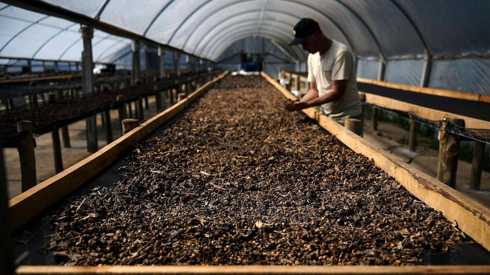 Coffee prices rise to nearly 50-year high