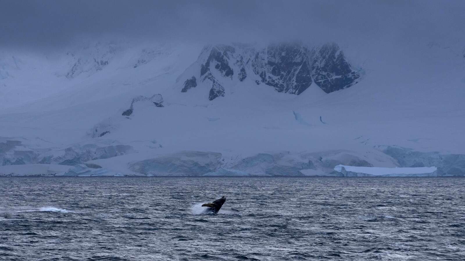 Recent whale deaths highlight risks from Antarctica's booming krill fishery