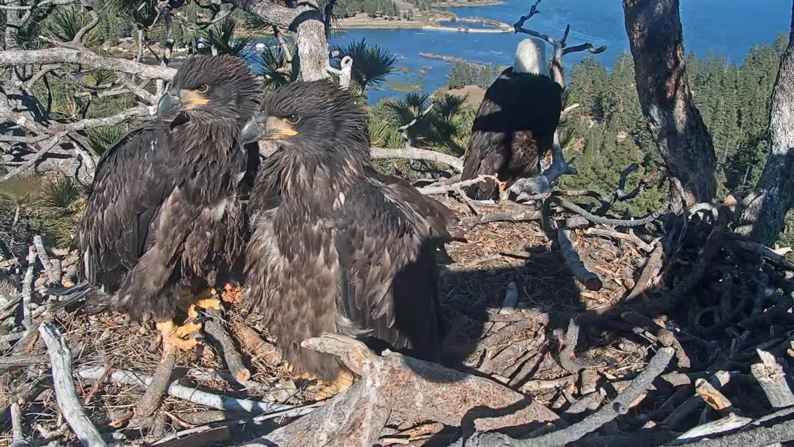 Viral bald eaglets get ready to fly