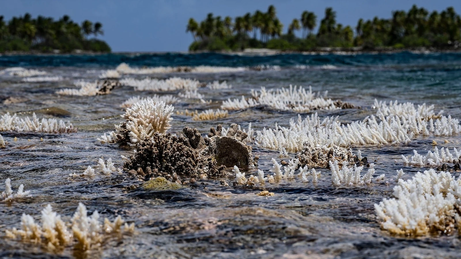 Thermoresistant 'super corals' offer hope amid climate change: ScientistsResearchers said they discovered a coral that can survive extreme heat stress.3 minutes ago