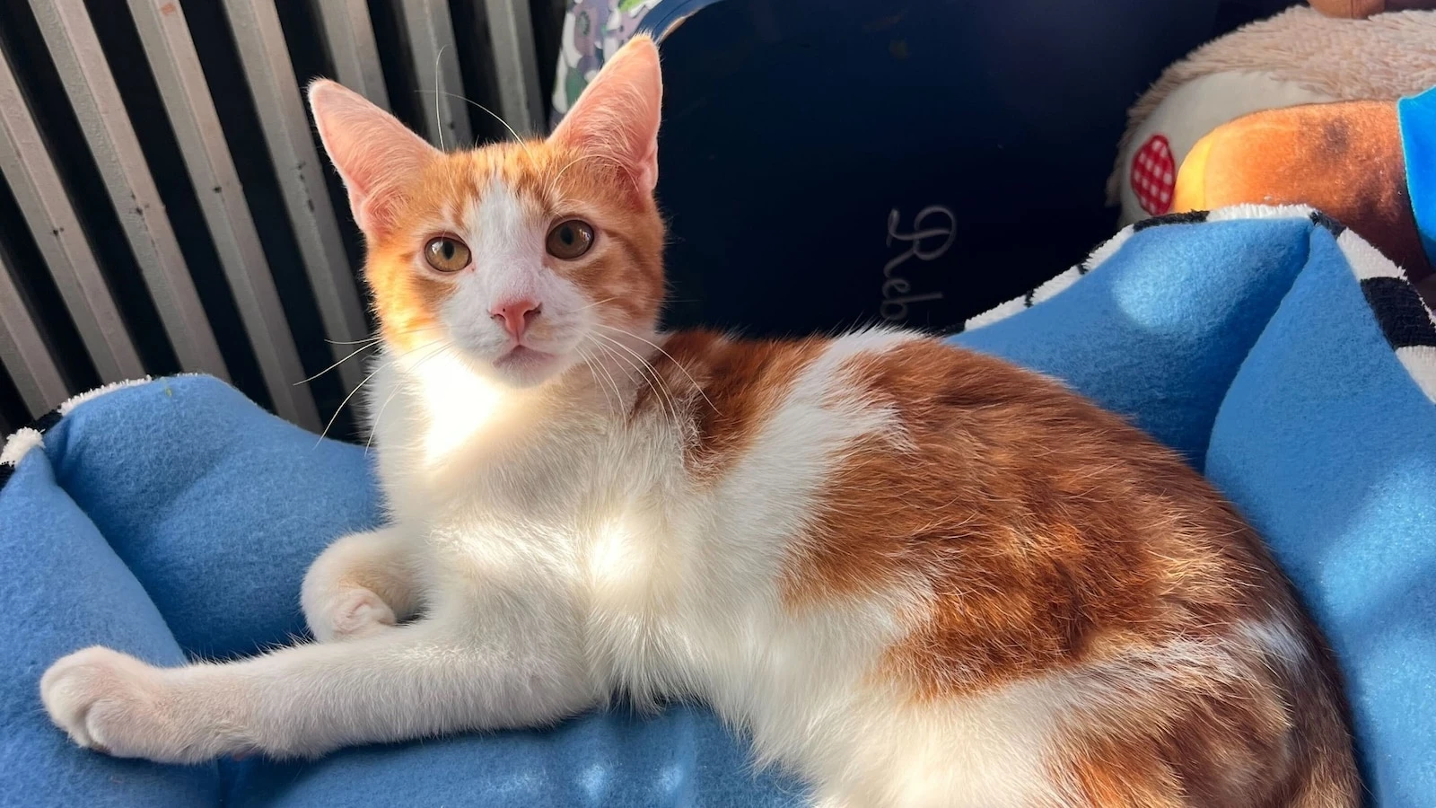 Oregon resident catches rare bubonic plague, likely from their cat: Health officials