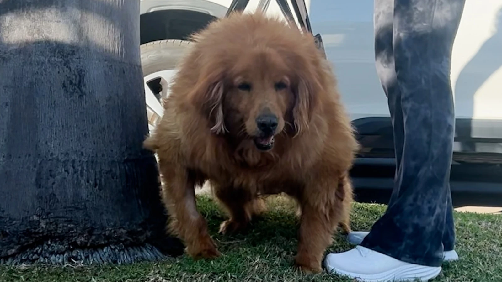 Obese golden retriever who couldn't stand gets new lease on lifeFrannie the golden retriever has lost 31 pounds in just two months.2/28/2024 05:52:00 EST