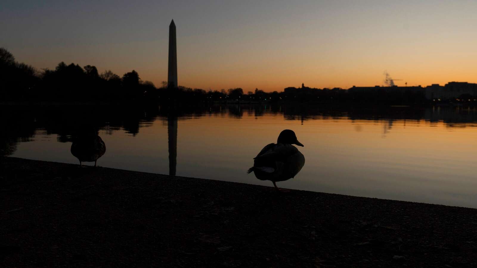 Ducks, once a conservation bright spot, are now declining in the US, new report shows