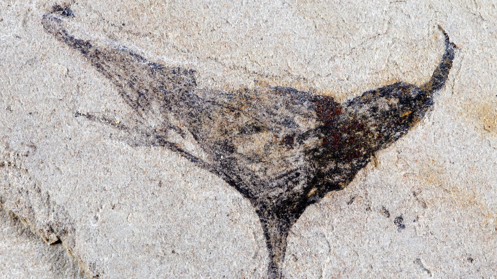Scientists get first look at the evolution of early complex animals